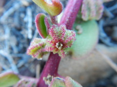 Tetragonia microptera