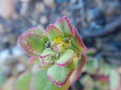 Tetragonia microptera