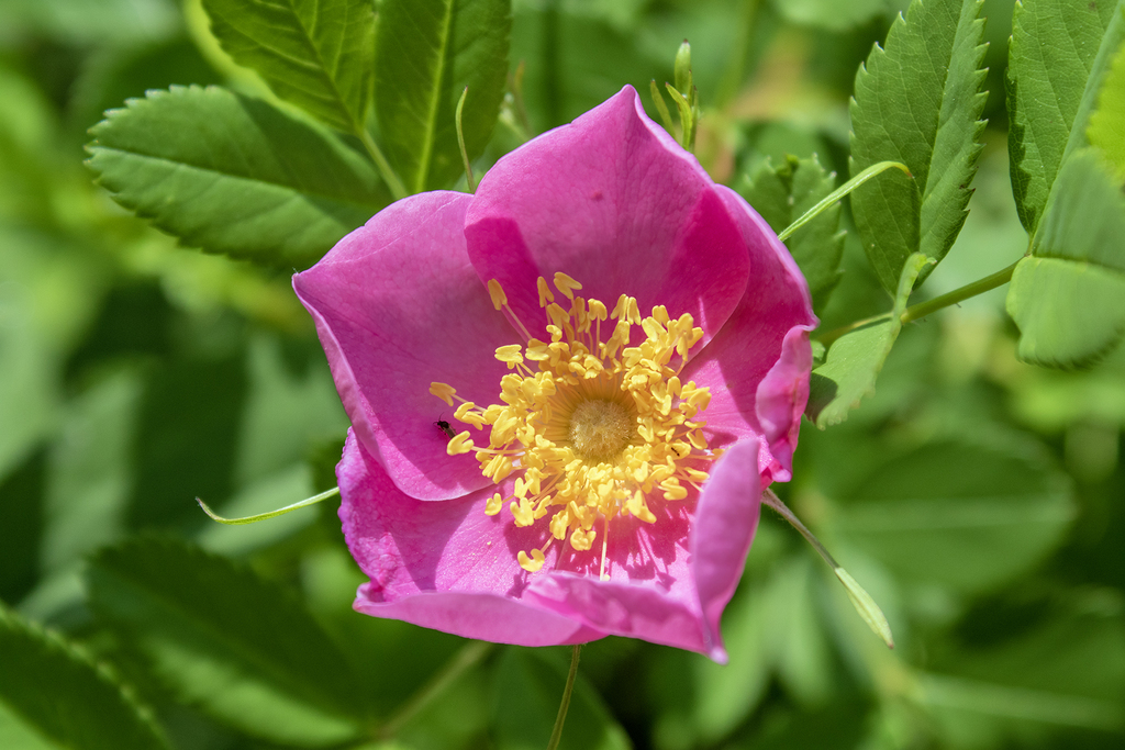 prairie rose from La Crescent, MN, USA on June 16, 2023 at 12:34 PM by ...
