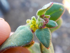 Tetragonia microptera