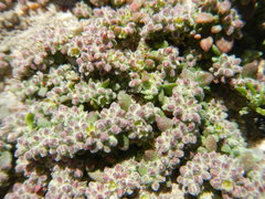 Herniaria schlechteri