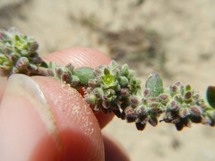 Herniaria schlechteri