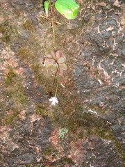 Pinguicula emarginata