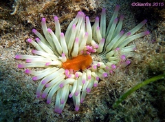 Yungia aurantiaca