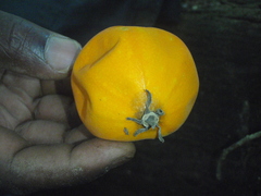 Passifloraceae