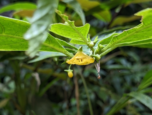 Capsicum lycianthoides (Capsicum lycianthoides)