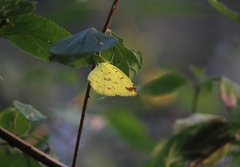 Eurema hecabe hecabe