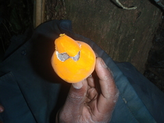 Passifloraceae