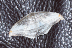 Morphomima fulvitacta