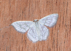 Chloropteryx opalaria