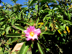 Pereskia grandifolia