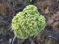 Aeonium urbicum subsp. urbicum image