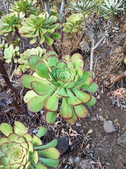 Aeonium urbicum subsp. urbicum image