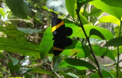 Panara soana