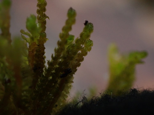 Image of Tetralophozia setiformis by no rights reserved