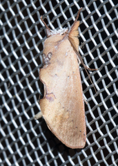Hemiceratinae