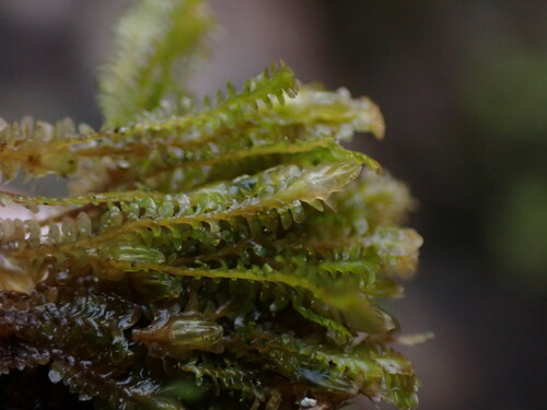 Image of Diplophyllum taxifolium by no rights reserved