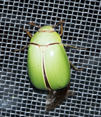 Platycoelia pomacea