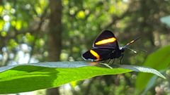Panara soana