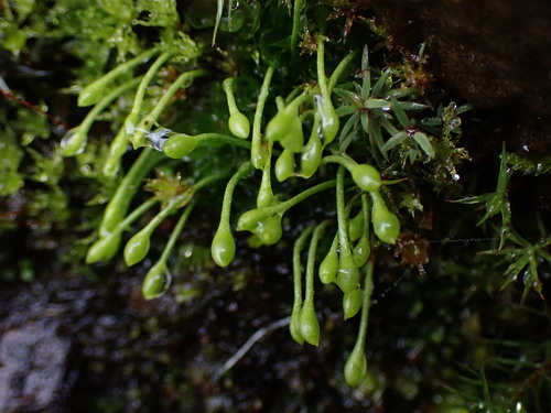 Image of Oedipodium griffithianum by no rights reserved