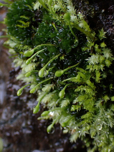 Image of Oedipodium griffithianum by no rights reserved