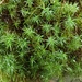 Polytrichastrum alpinum - Photo (c) John Brew, algunos derechos reservados (CC BY), uploaded by John Brew