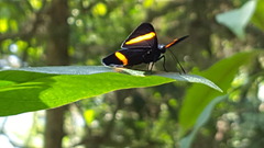 Panara soana