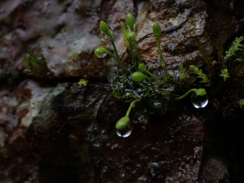 Image of Oedipodium griffithianum by no rights reserved