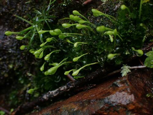 Image of Oedipodium griffithianum by no rights reserved