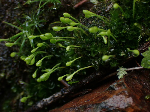 Image of Oedipodium griffithianum by no rights reserved