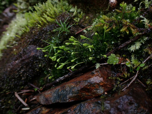 Image of Oedipodium griffithianum by no rights reserved