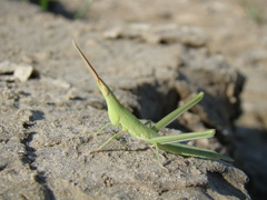 Acrida oxycephala
