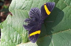 Panara soana