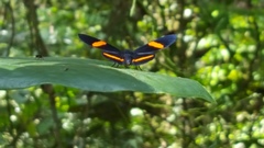 Panara soana