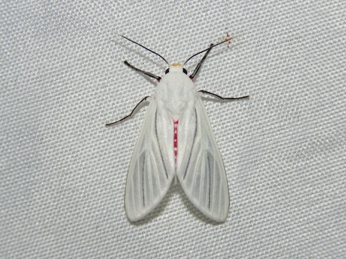 Eupseudosoma involuta Sepp, 1849