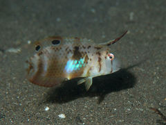 Black-Spot Tuskfish photo 5