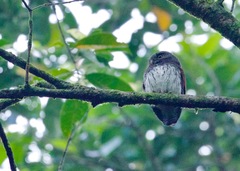 Glaucidium castanotum