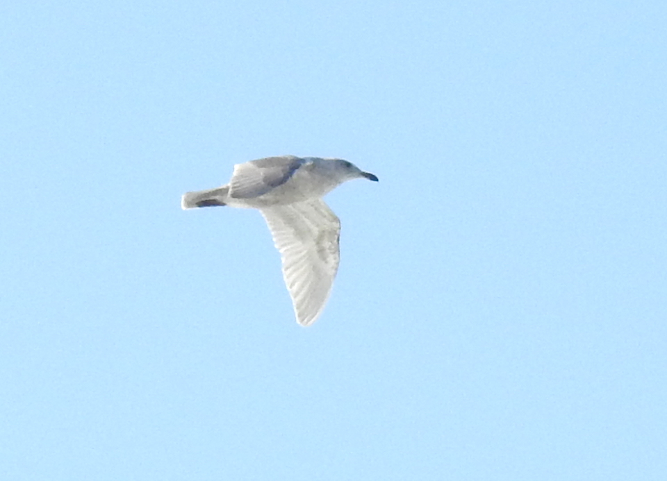 Glaucous-winged Gull