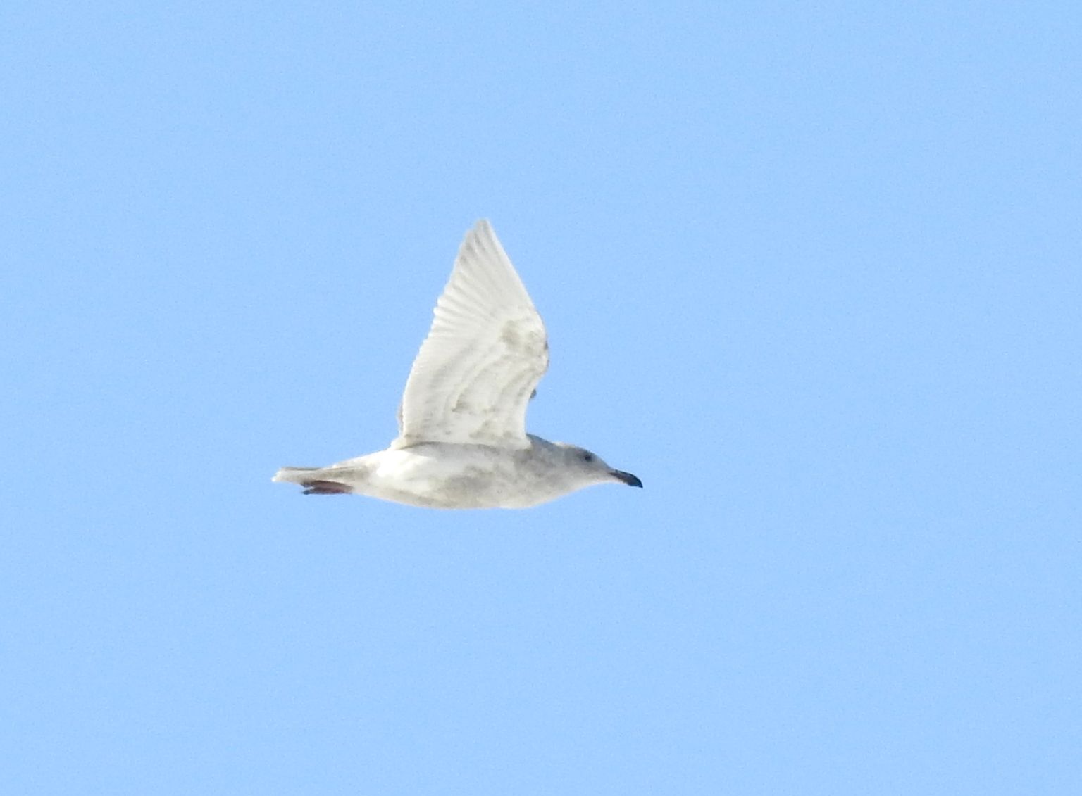 Glaucous-winged Gull