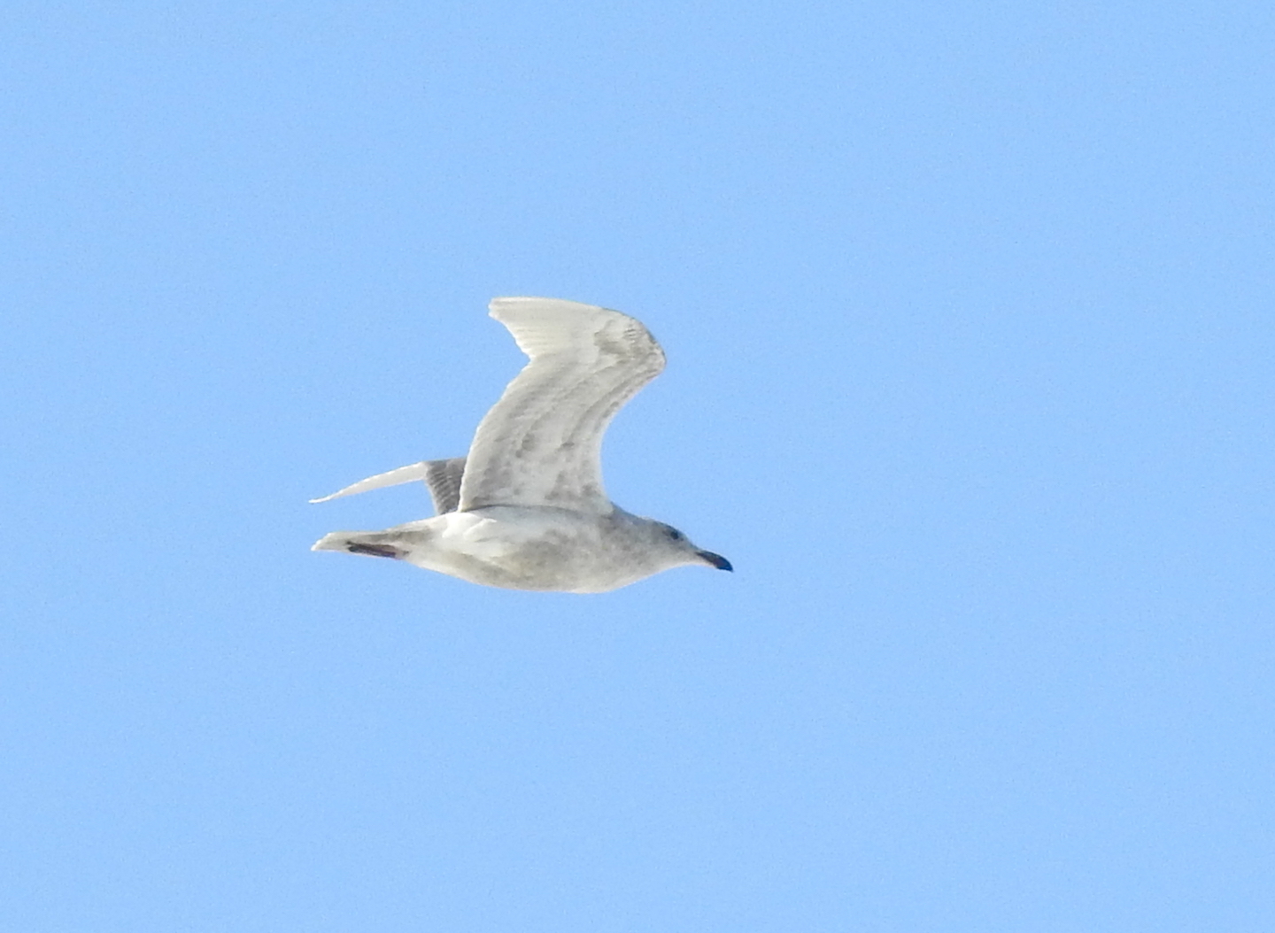 Glaucous-winged Gull