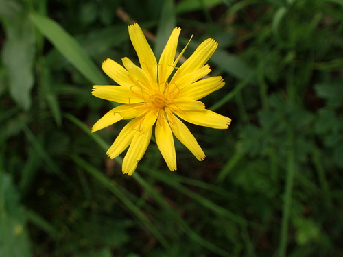 Image of Krigia montana by (c) George Williams, some rights reserved (CC BY)