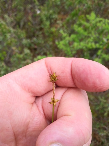 Image of Meager Sedge (Carex exilis) by (c) Mike Zifkin, some rights reserved (CC BY)