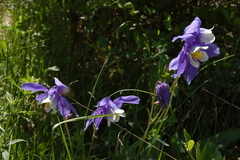 Aquilegia jucunda