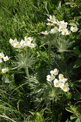 Anemonastrum crinitum
