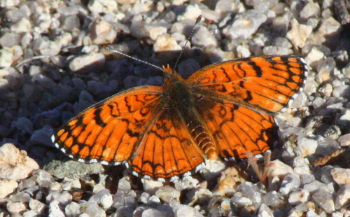Chlosyne acastus