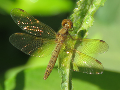 Perithemis icteroptera