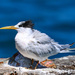 Cayenne Tern - Photo (c) Antonio Amaral, some rights reserved (CC BY-NC), uploaded by Antonio Amaral