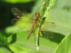 Perithemis icteroptera