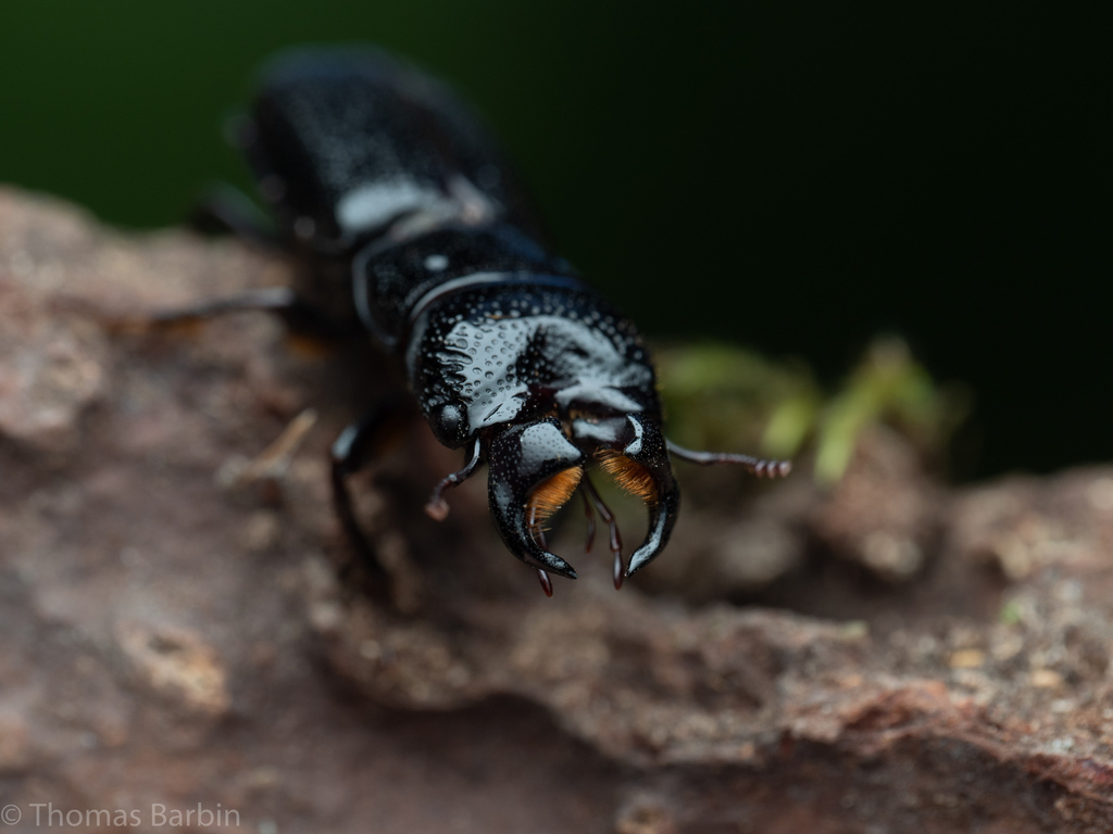 Ceruchus striatus