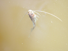 Pimelodus albicans